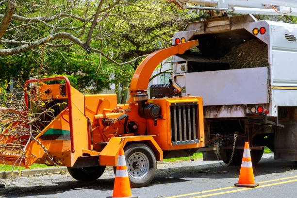 Best Tree Removal Near Me  in Carbondale, IL